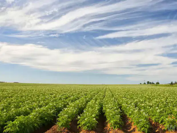 Features Of Agriculture Land For Sale in Kharkhoda